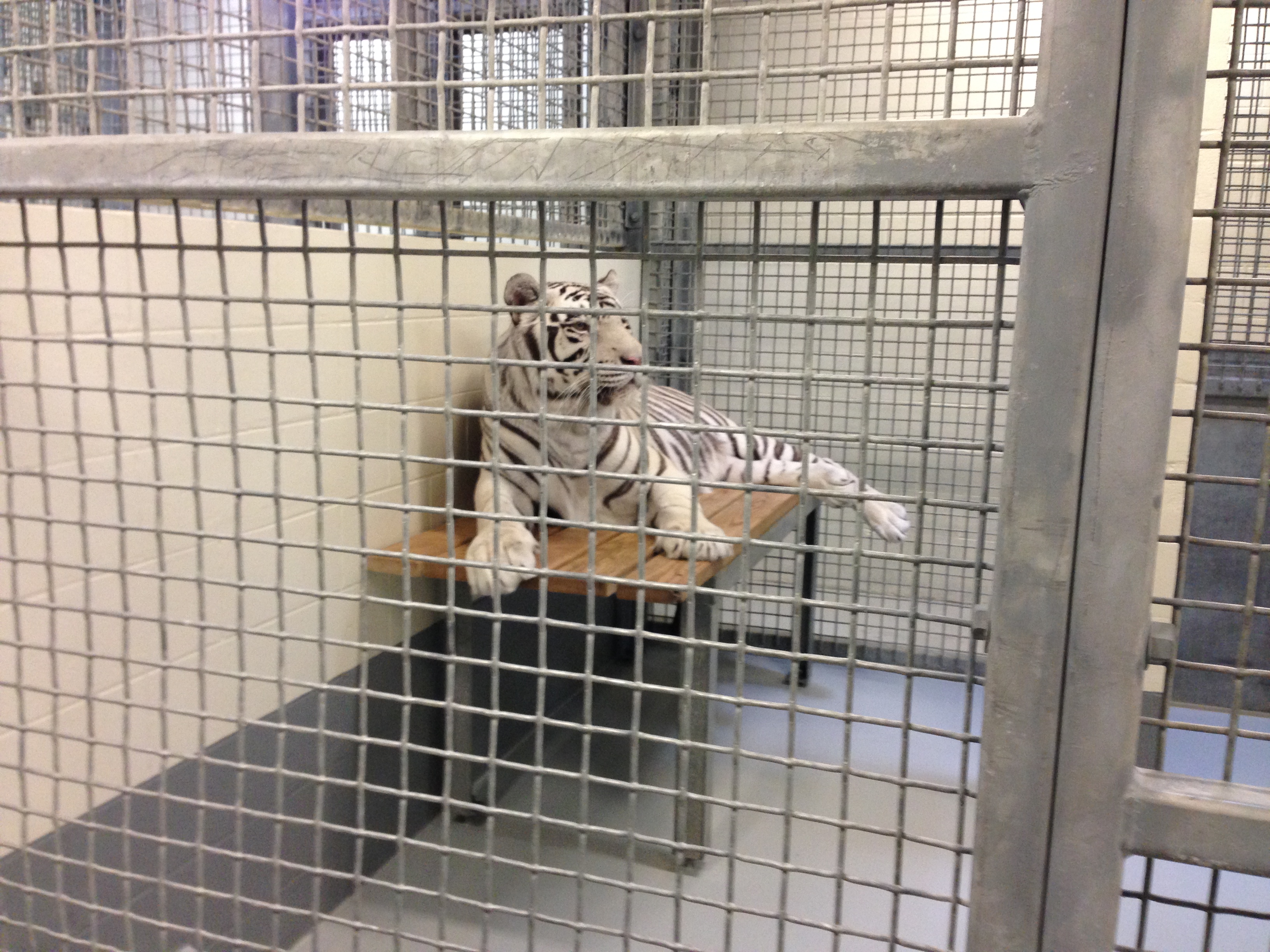 tiger-in-cage